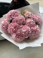 Light Pink Hydrangeas